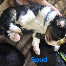 Bernedoodle Puppies from Joyful Pastures Homestead