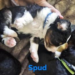 Bernedoodle Puppies from Joyful Pastures Homestead