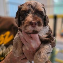 Smore - Chocolate merle male Bernedoodle puppy in Malden, Illinois from Doting Doodles