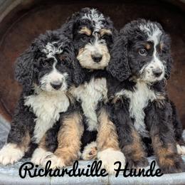 Honey - Tri-color female Bernedoodle puppy in Lancaster, Minnesota from Richardville Hunde