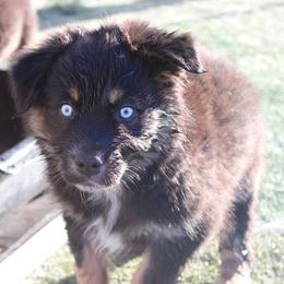 Mackenzie - Black tri-color male Australian Shepherd puppy in Sonoita, Arizona from Gardner Canyon Kennels