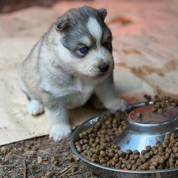 Penn - Gray and white female Siberian Husky puppy in Everett, Washington from Addison Grove Huskies
