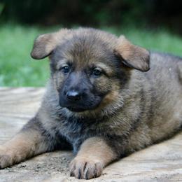 Ora - Sable female German Shepherd puppy in Cumming, Georgia from Cainedelup