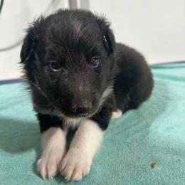 Brown - Black and white male Shetland Sheepdog puppy in Fontanelle, Iowa from Jensen Farms Shelties