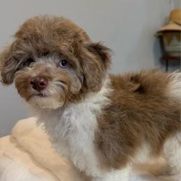 Ovi - Brown and white male Cockapoo puppy in Queens, New York from The 2 Musketeers_Cockapoos