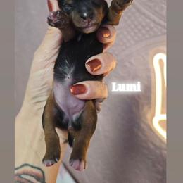 Lumi - Black and tan female Yorkshire Terrier puppy in Greenwood, Wisconsin from Selah and Co.