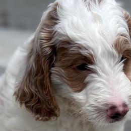 Goldendoodles from Tumbling Creek GoldenDoodles