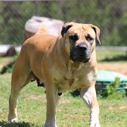 Nala - Boerboel