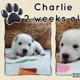 Charlie - Blue mottled male Australian Cattle Dog puppy in Fife Lake, Michigan from Kurczak Farm LLC