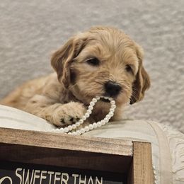 Goldendoodle Puppies from Pemberley Puppies
