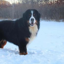 Bernese Mountain Dog All Grown Up from Acorn Hill Bernese