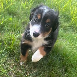 Girl 3 - Black tri female Miniature Australian Shepherd puppy in Norwood, Massachusetts from Loyal Litters Toy Australian Shepherds