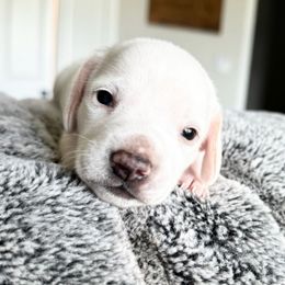 ARCHIE - Cream male Dachshund puppy in Fort Worth, Texas from Chadwick Farms Mini Dachshunds