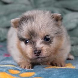 AKC Tippy - Blue merle male Pomeranian puppy in Albany, Indiana from Hatz Off Puppies