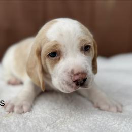 Hale AKC - Lemon and white male Beagle puppy in Rogersville, Missouri from Hales Little Beagle Haven