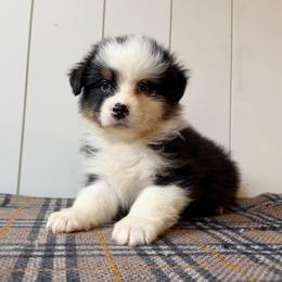 Breve - Black tri-color female Australian Shepherd puppy in Kearney, Nebraska from Helix Aussies