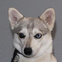 Thali - Alaskan Klee Kai