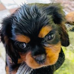 Cavalier King Charles Spaniel Puppies from Crown Jewel Cavaliers