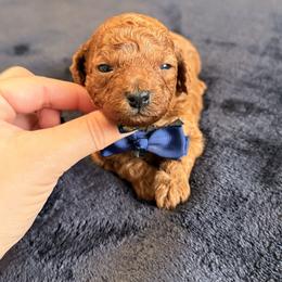 Black collar - Red  male Poodle puppy in Miami, Florida from Sakura Poodles