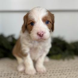 Buzz - Blenheim male Cavapoo puppy in Kankakee, Illinois from Apricot Roots Doodles