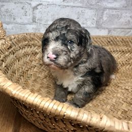 Boy 3 - Aussiedoodle puppy in Russell Springs, Kentucky from Shai’s Mini Aussiedoodles
