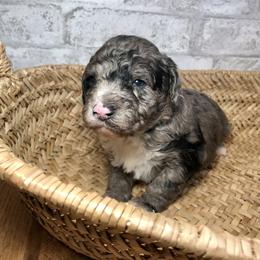 Boy 3 - Aussiedoodle puppy in Russell Springs, Kentucky from Shai’s Mini Aussiedoodles