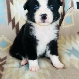 Boy 5 - Black & white male Australian Shepherd puppy in Oklahoma from DRB Dachshunds