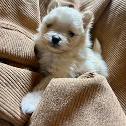 Westley - The Princess Bride's Farm Boy - Cream sable male Pomeranian puppy in Lake Forest Park, Washington from Tea Pup Pomeranians