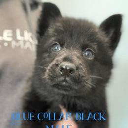 Blue collar - Black male German Shepherd puppy in Canterbury, Connecticut from Nachtwaechter German Shepherds, LLC