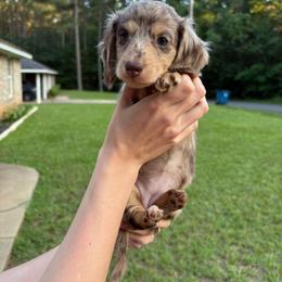 Reba - Dapple female Dachshund puppy in Rusk, Texas from S&C Doxies