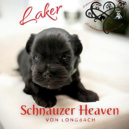 Laker AKC - Black male Miniature Schnauzer puppy in Pelzer, South Carolina from Schnauzer Heaven Von Longbach