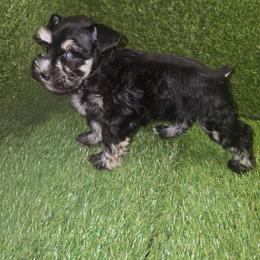 Rocket - Black and silver male Miniature Schnauzer puppy in Calera, Alabama from Burnett Cove Kennels