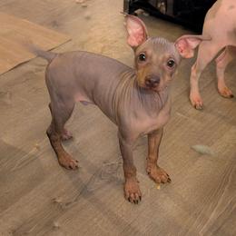 Flux - Chocolate male American Hairless Terrier puppy in Phoenix, Arizona from Bare Valley