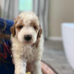 Jinx - Parti female Goldendoodle puppy in Jacksonville, Florida from Dandelion Doodles
