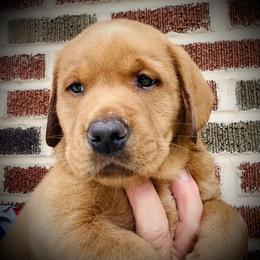 Labrador Retriever Puppies from Highland Labradors
