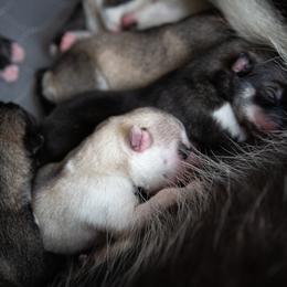 Siberian Husky Puppies from Ivie Huskies