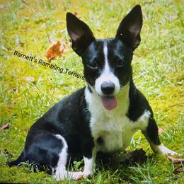 Kimmie - Teddy Roosevelt Terrier