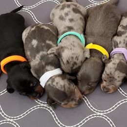 Dachshunds from Mcgurn Dachshunds