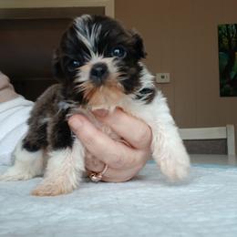 Baby Blu - Blue and white male Shih Tzu puppy in Brodnax, Virginia from KBs Shih Tzu Babies