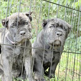 2ND PICK FEMALE - female Cane Corso puppy in Crossville, Tennessee from CANE CORSO DI DROGHEDA