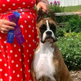 Boxers from Dusty Road’s Kennel LLC