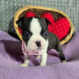 Amy - Black and white female Boston Terrier puppy in Millers Creek, North Carolina from Tumbling Shoals Hilltop Bostons