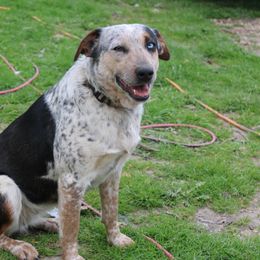 Australian Cattle Dog, Australian Shepherd, Companion Cross, and Miniature Australian Shepherd Puppies from MK Aussies