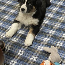 Australian Shepherd Puppies from Corbridge Aussies