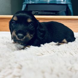 Girl 1 - Black and tan female Dachshund puppy in Silverdale, Washington from Guiley Doxies