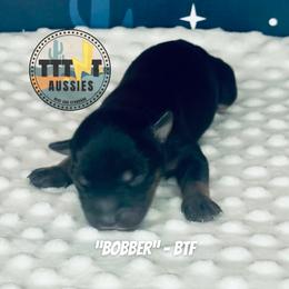Bobber - Black tri-color female Australian Shepherd puppy in Tucson, Arizona from TTTNT Aussies