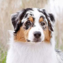 Fox - Australian Shepherd