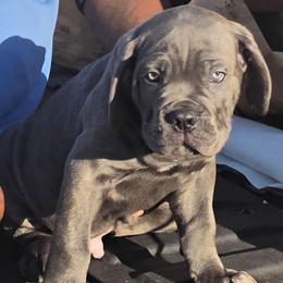 Blue 1 - Gray male Cane Corso puppy in Jacksonville, Florida from Fleming Cane Corso's