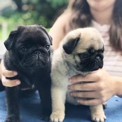 Pug Puppies from Cydney & Co Pugs
