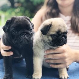 Pug Puppies from Cydney & Co Pugs